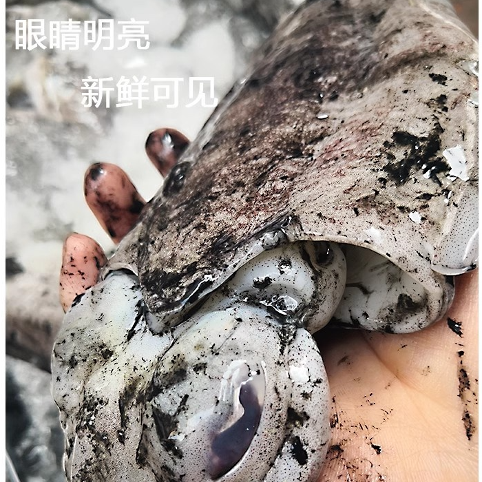 【上街弟海鲜】大目鱼墨鱼/鲜活/肉厚/肉质Q弹/多规格新鲜海鲜鱼