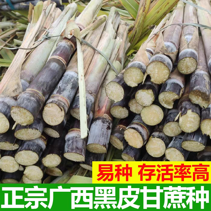 广西黑皮甘蔗尾巴甘蔗尾巴苗甘蔗种苗