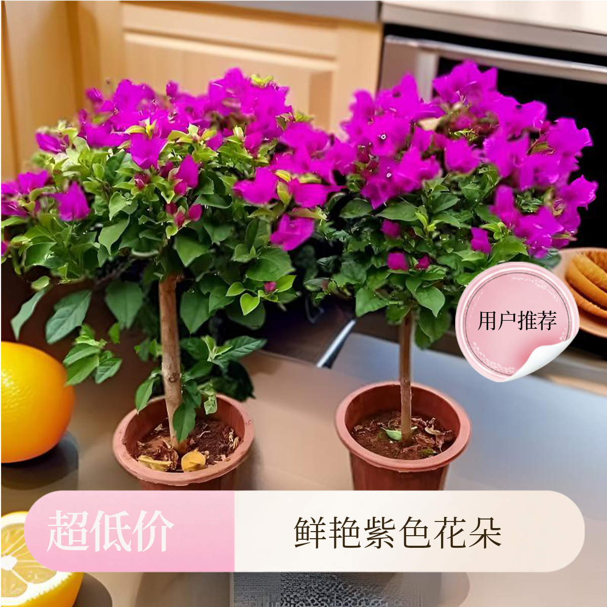 高60cm云南紫三角梅老苗带土球发货浓香型室内外庭院阳台盆栽花卉