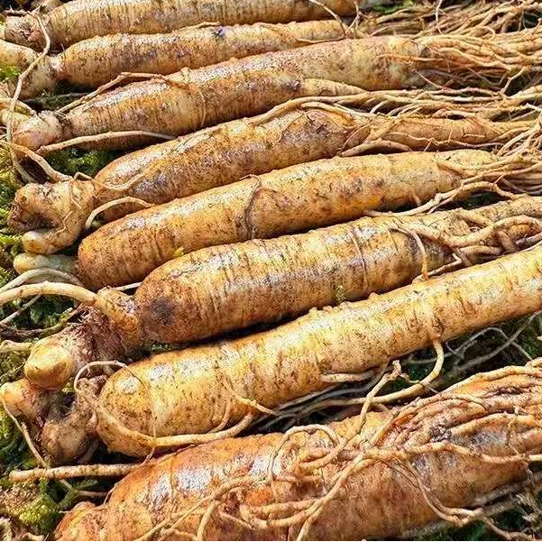 贵州高山露天种植新鲜现挖现发新鲜党参可炖排骨炖鸡