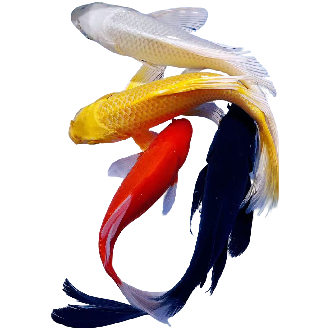 大尺寸冷水观赏鱼组合