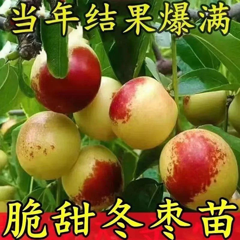 超甜沾化冬枣树苗果树脆枣矮化盆地栽耐寒耐旱南北方种植当年结果