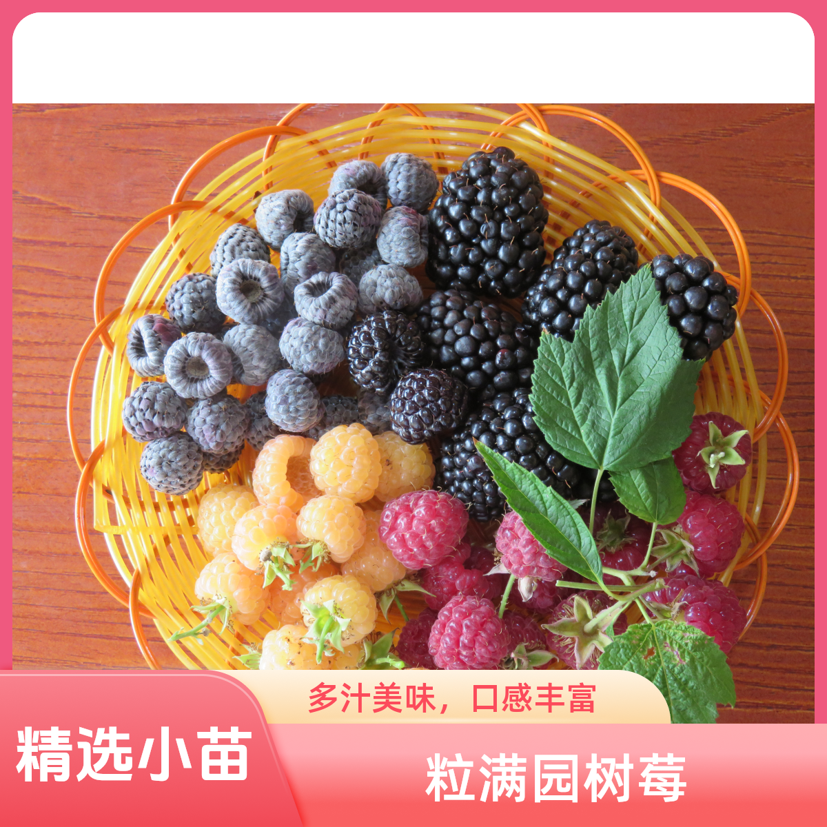 【浇水就活，死了包赔】好养活浆果之王树莓家庭园艺果树树莓苗小苗