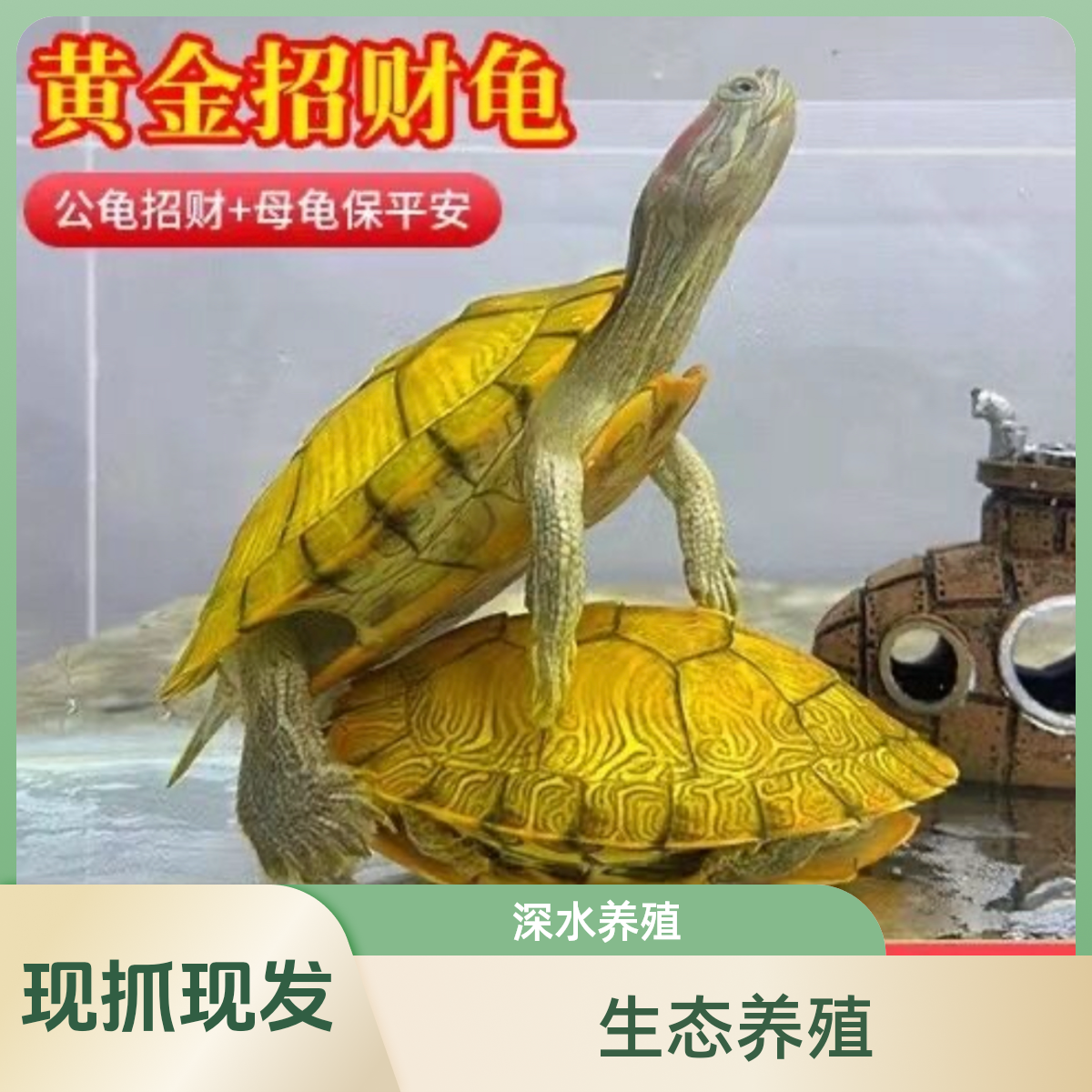 【招财龟】巴西招财黄金龟龟大乌龟小乌龟黄金龟招财龟乌龟批发