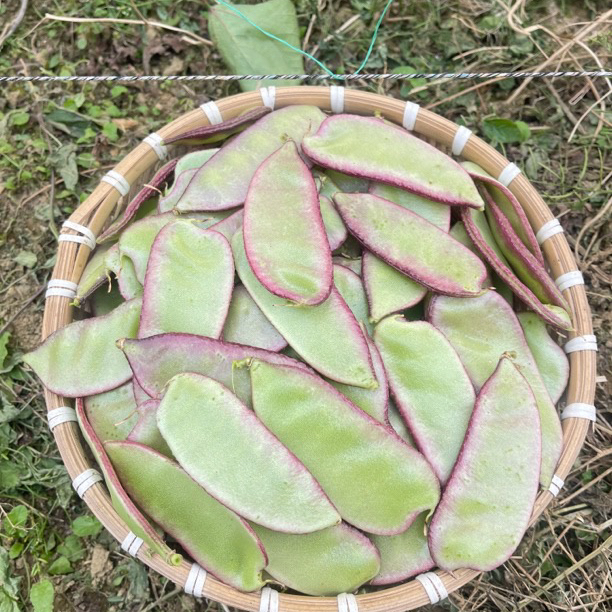 广西农家自种紫边眉豆角峨眉豆扁豆应季新鲜蔬菜扁嫩豆角荚2斤3斤