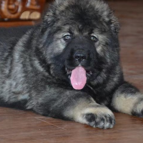 傻欢的高加索幼犬高级宠物伴侣犬小狗看家护院陪伴
