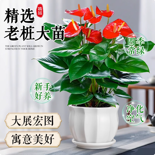 红掌白掌客厅水培盆栽水养花卉植物室内好养绿植鸿运当头四季开花