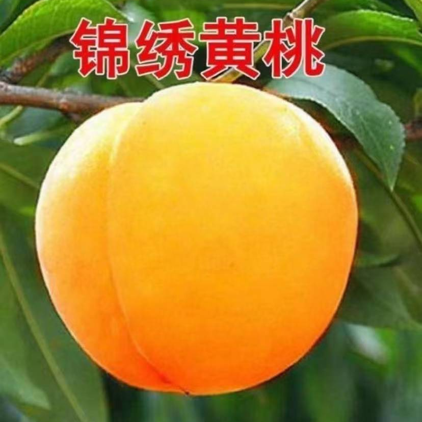 特大锦绣黄桃果树苗优质嫁接桃树苗盆栽地栽南北方室内外种植