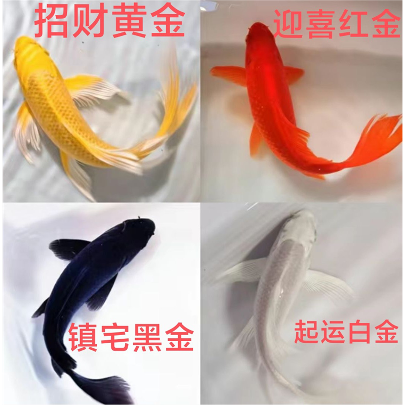 锦鲤鱼包活到家(龙凤)黑金黄金锦鲤冷水观赏鱼鹦鹉白金鱼缸用品