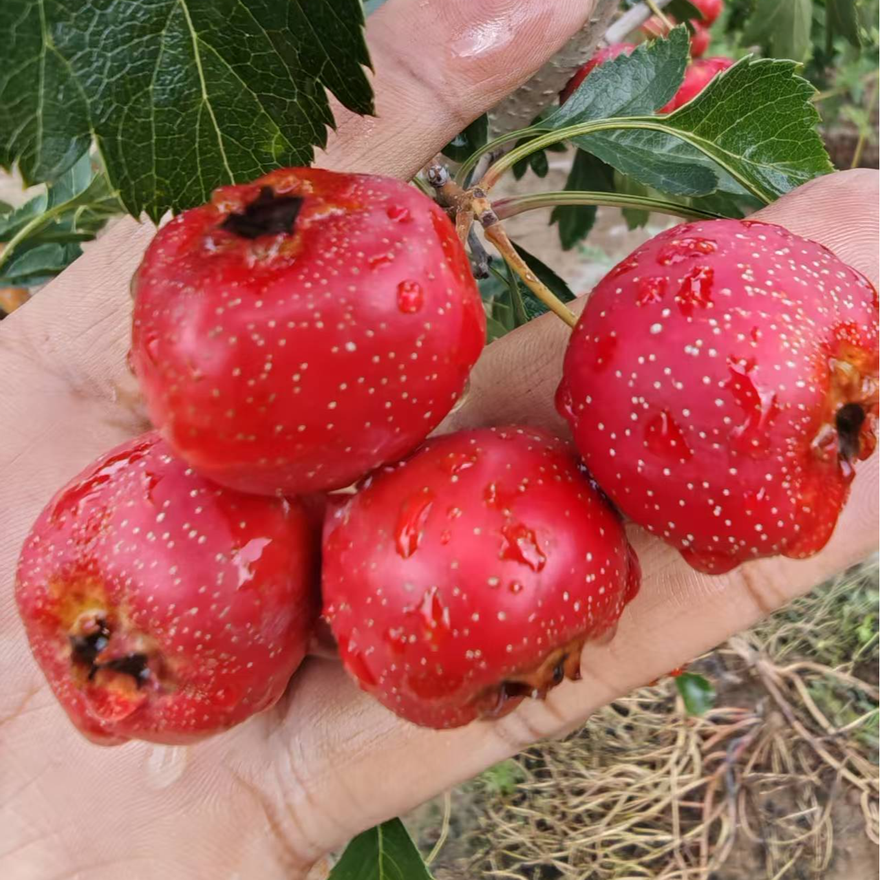 山楂树苗嫁接新品种大金星甜红子山楂盆栽地栽南北方种植当年结果