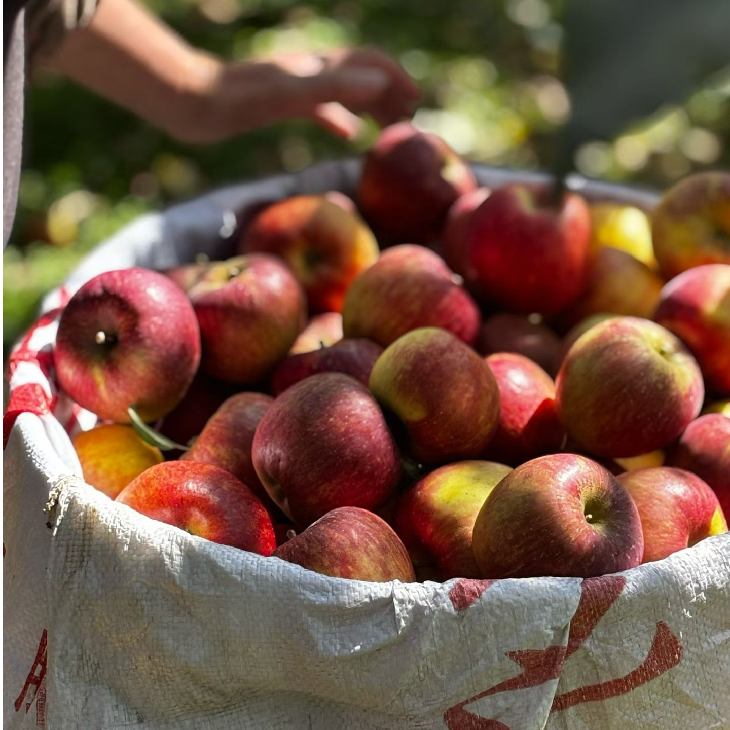 泸沽雁红富士苹果/绿色标准种植/酸脆甜多汁/天然果酸/顺丰
