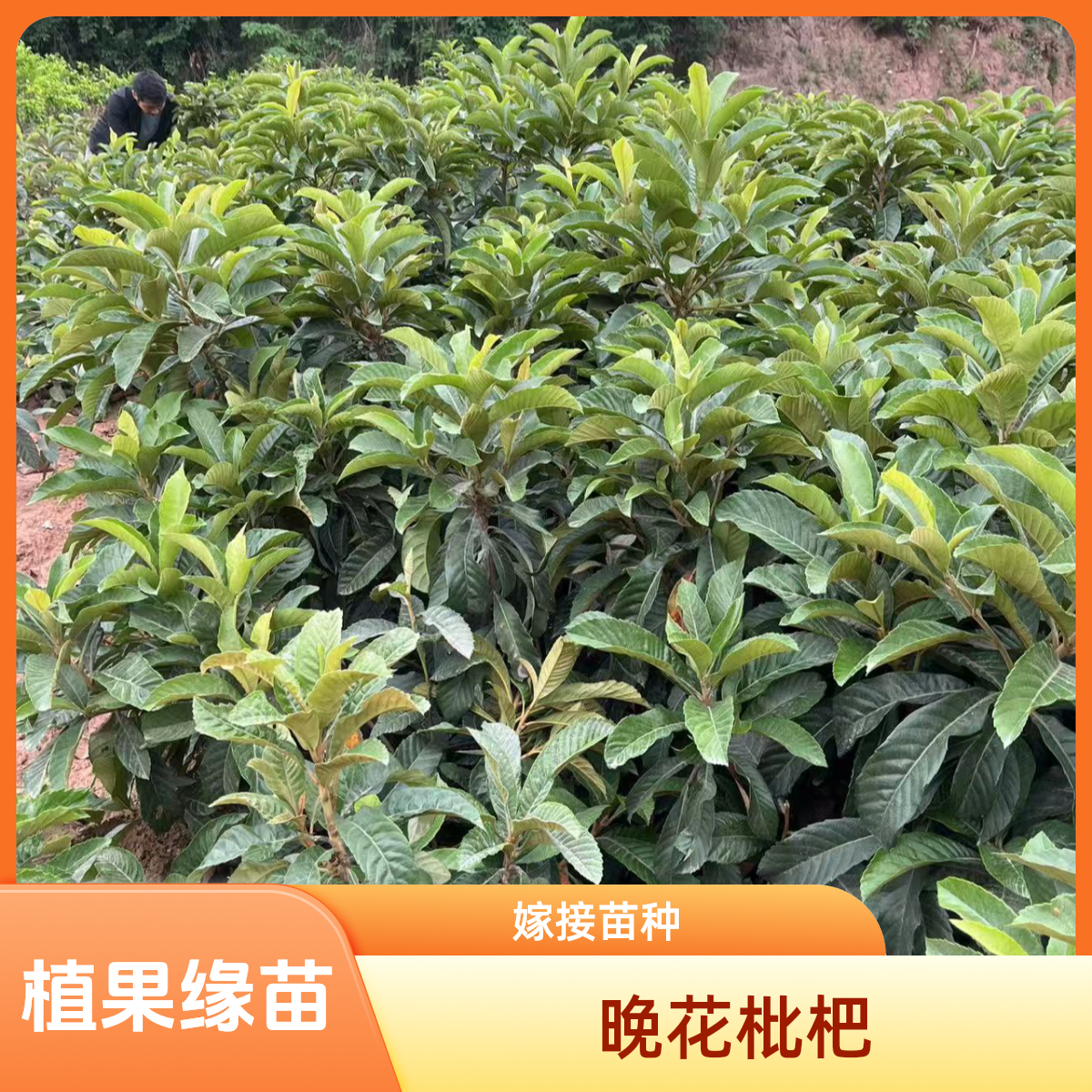 植果缘晚熟枇杷苗南北方均可种植适合庭院栽培的果树苗