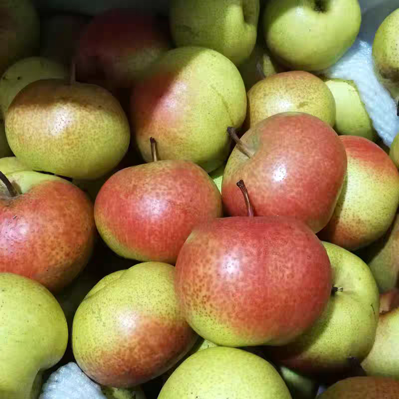 东北特产苹果梨新鲜甜脆多汁当季水果