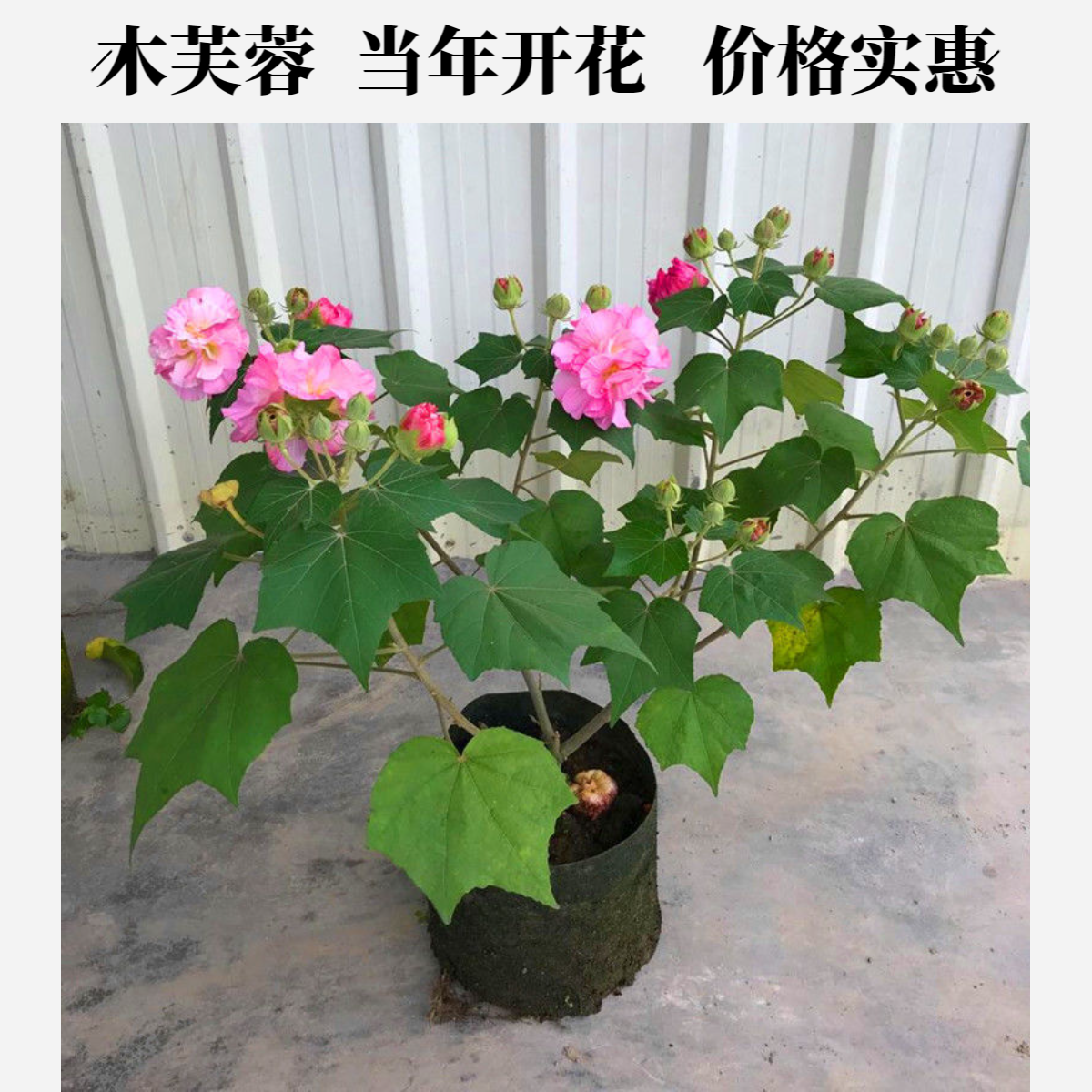木芙蓉当年开花盆栽重瓣醉芙蓉花苗三醉芙蓉变色耐寒阳台外平安树