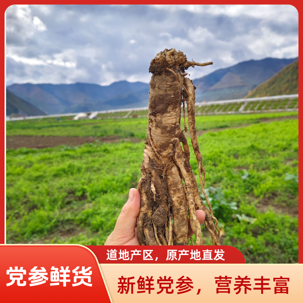 甘肃岷县鲜货高山党参煲汤、泡酒