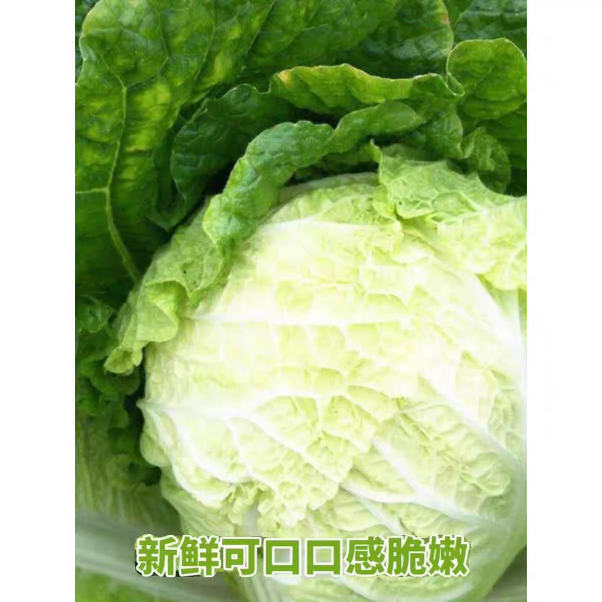 随州露天霜打圆心白菜心现挖现发