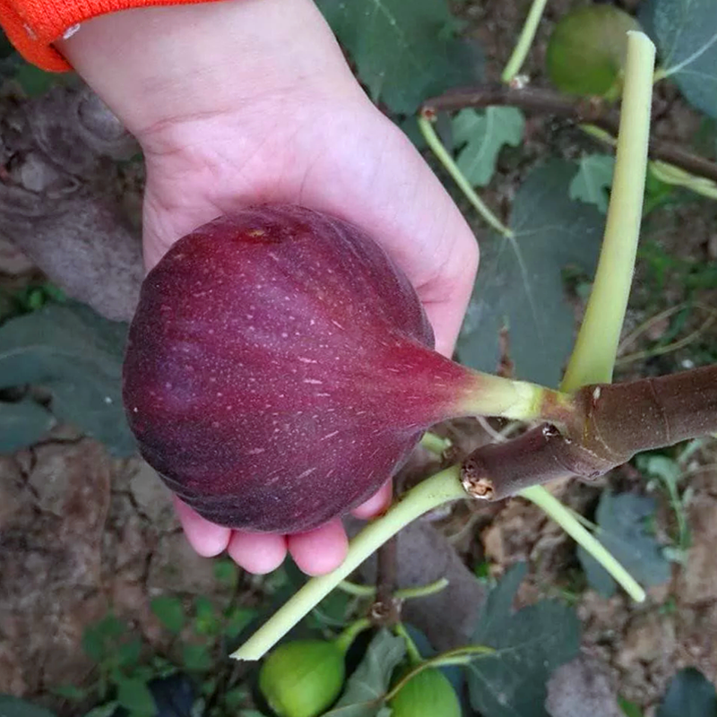 波姬红无花果树果苗特大南北方种芭劳奈无花果苗矮化盆栽当年结果