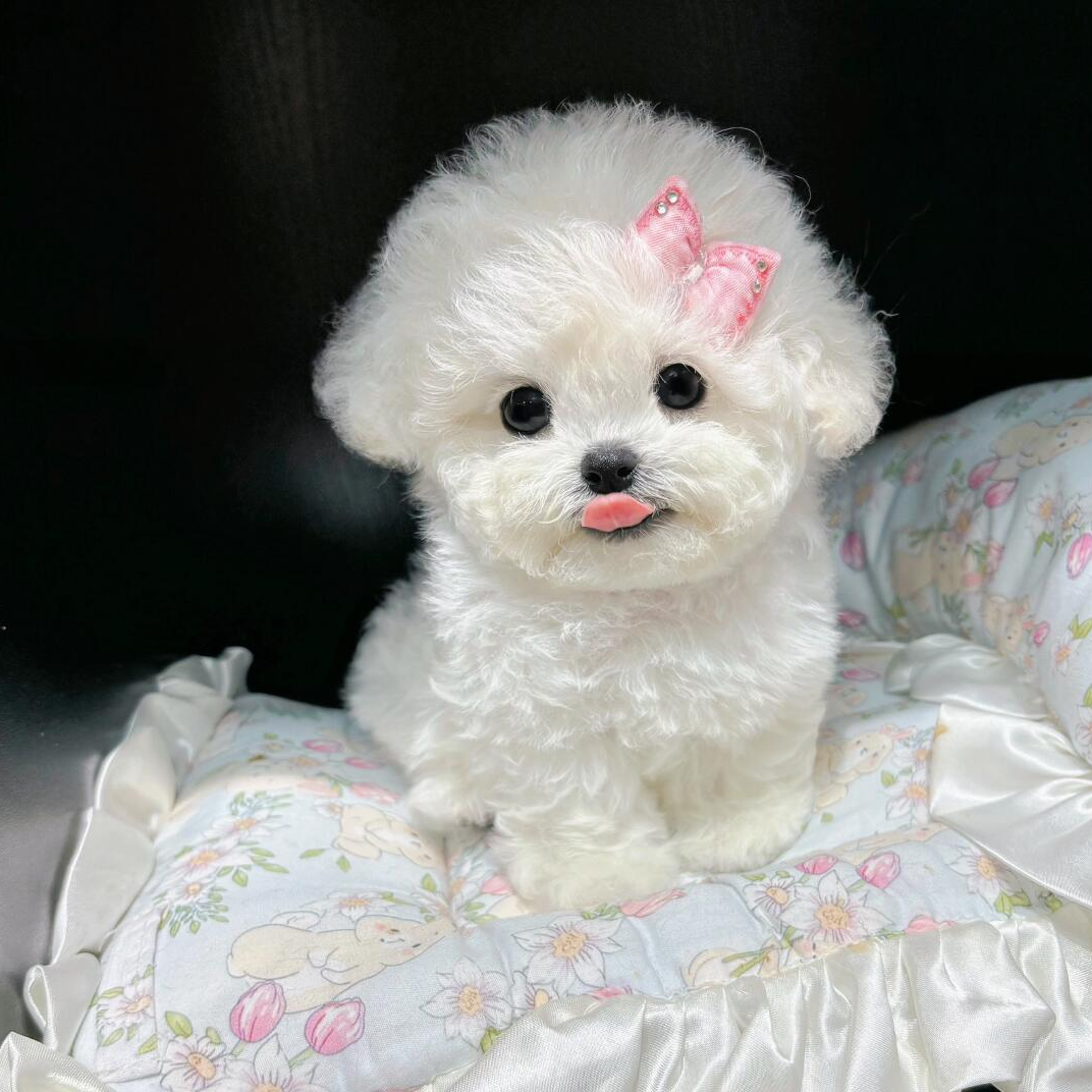 纯种小体韩系比熊西高地犬比格犬萨摩耶宠物活体售卖