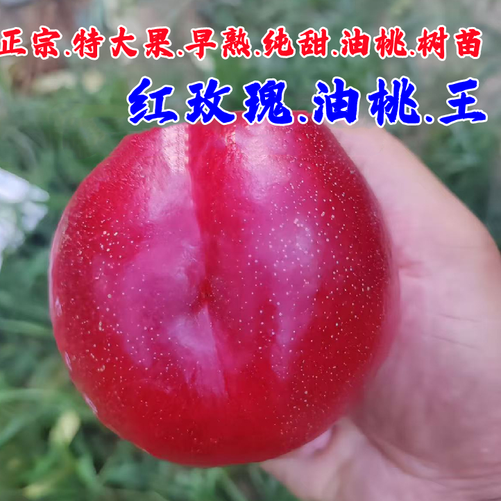 新品种油桃树果苗红不软大果红玫瑰油桃王桃苗产量高糖油桃树苗