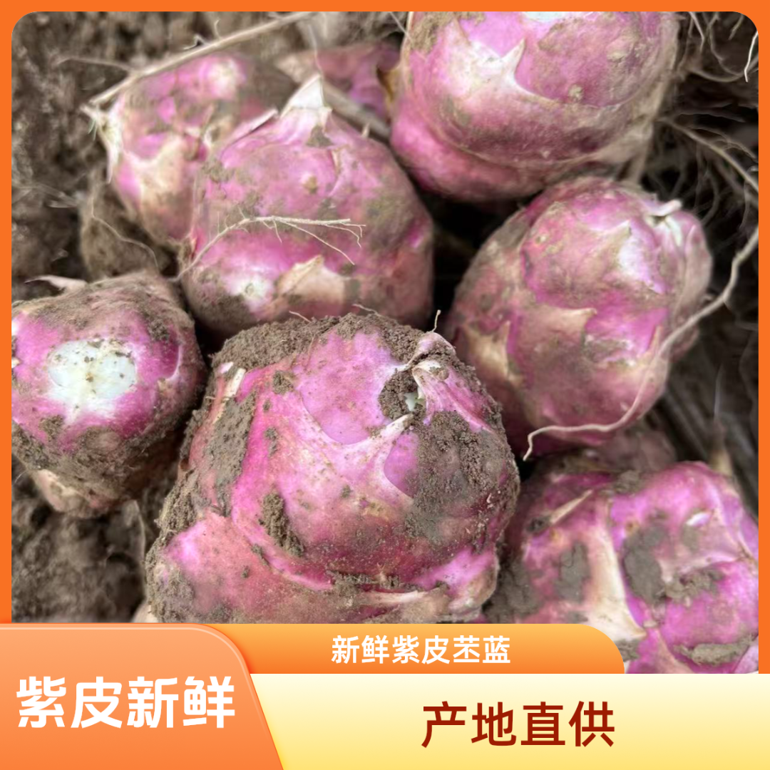 新鲜现挖红皮洋姜菊芋脆嫩爽口定西旱地种植