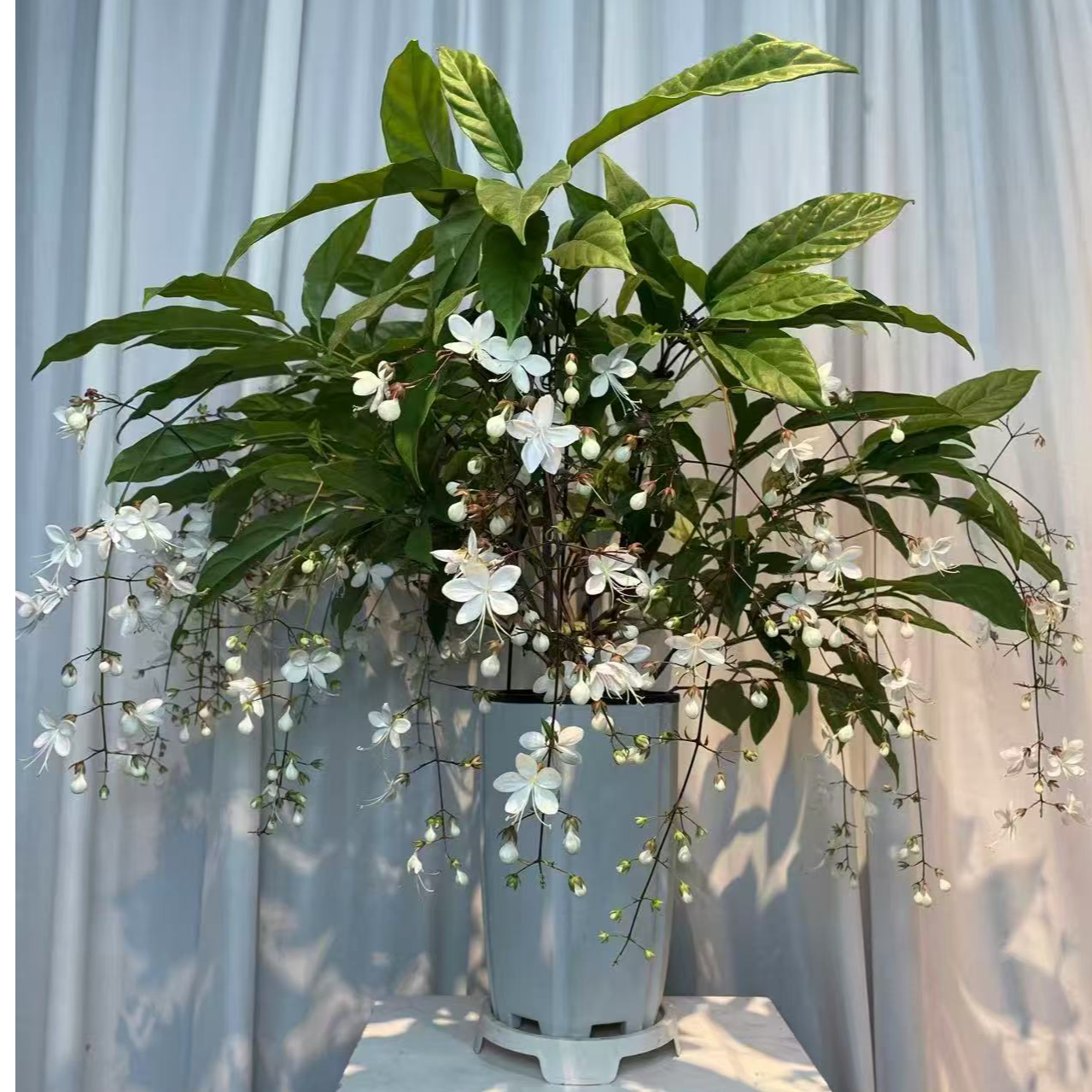 泰国垂丝茉莉盆栽室内花卉绿植好养带花苞四季开花邮