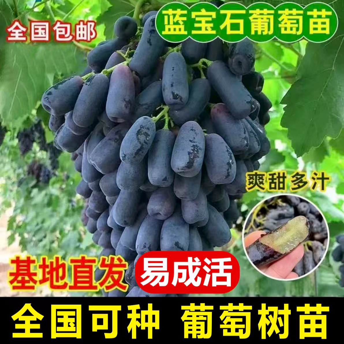 【正宗蓝宝石葡萄树苗】葡萄苗盆栽地栽阳台庭院四季种植果树苗