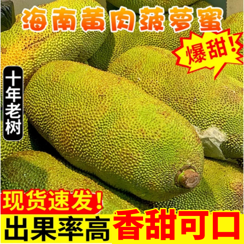 海南三亚菠萝蜜 黄肉干苞新鲜热带水果8-60斤[确认生熟再食用]