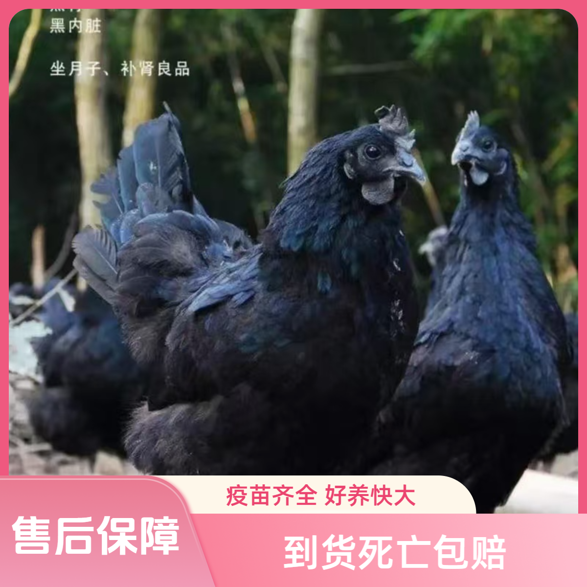 宠物鸡五黑鸡绿壳蛋鸡小鸡仔50只送5路损包邮