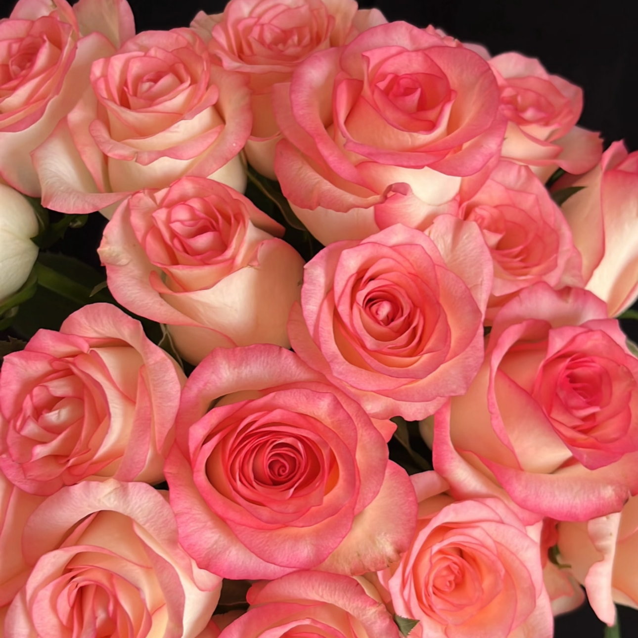 【10/20枝艾莎公主】粉色玫瑰花 收到先醒花~云南鲜花批发基地直发