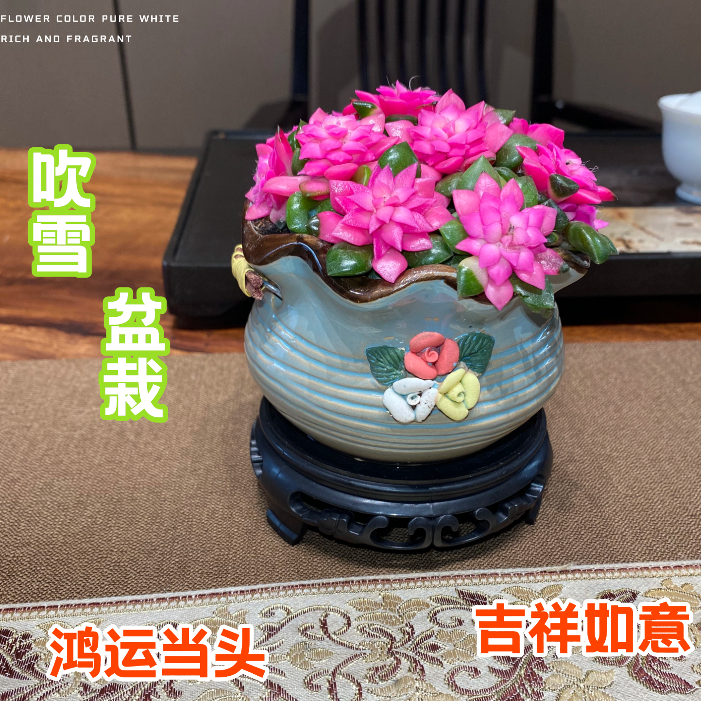 【吹雪】之松锦多肉植物绿植花卉室内外好养耐寒阳台庭院大展宏图