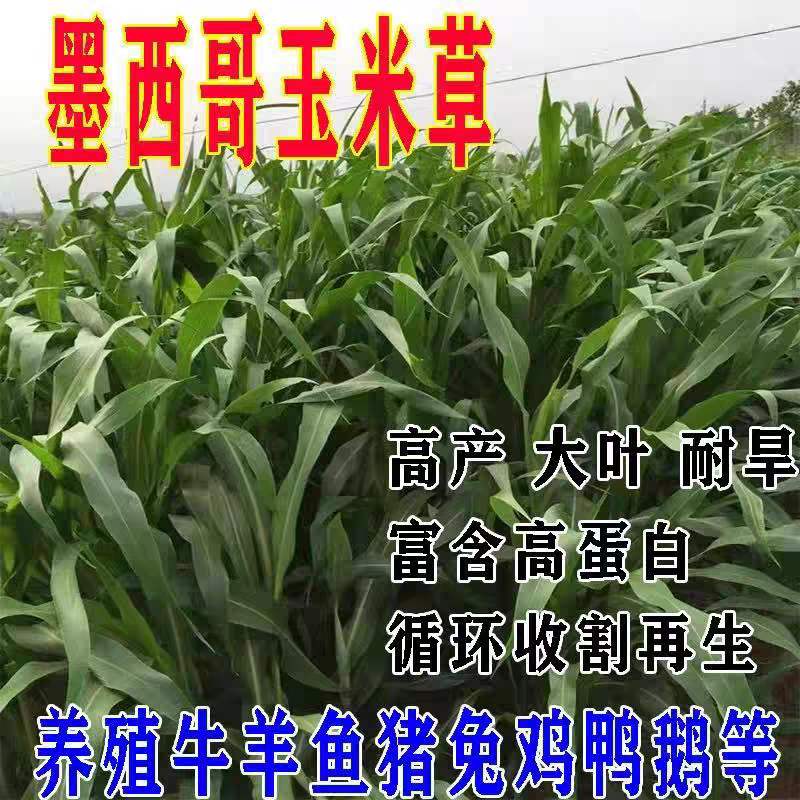墨西哥鲜嫩玉米草牧草种子养殖专用优质南方高产牧草春季种植发芽