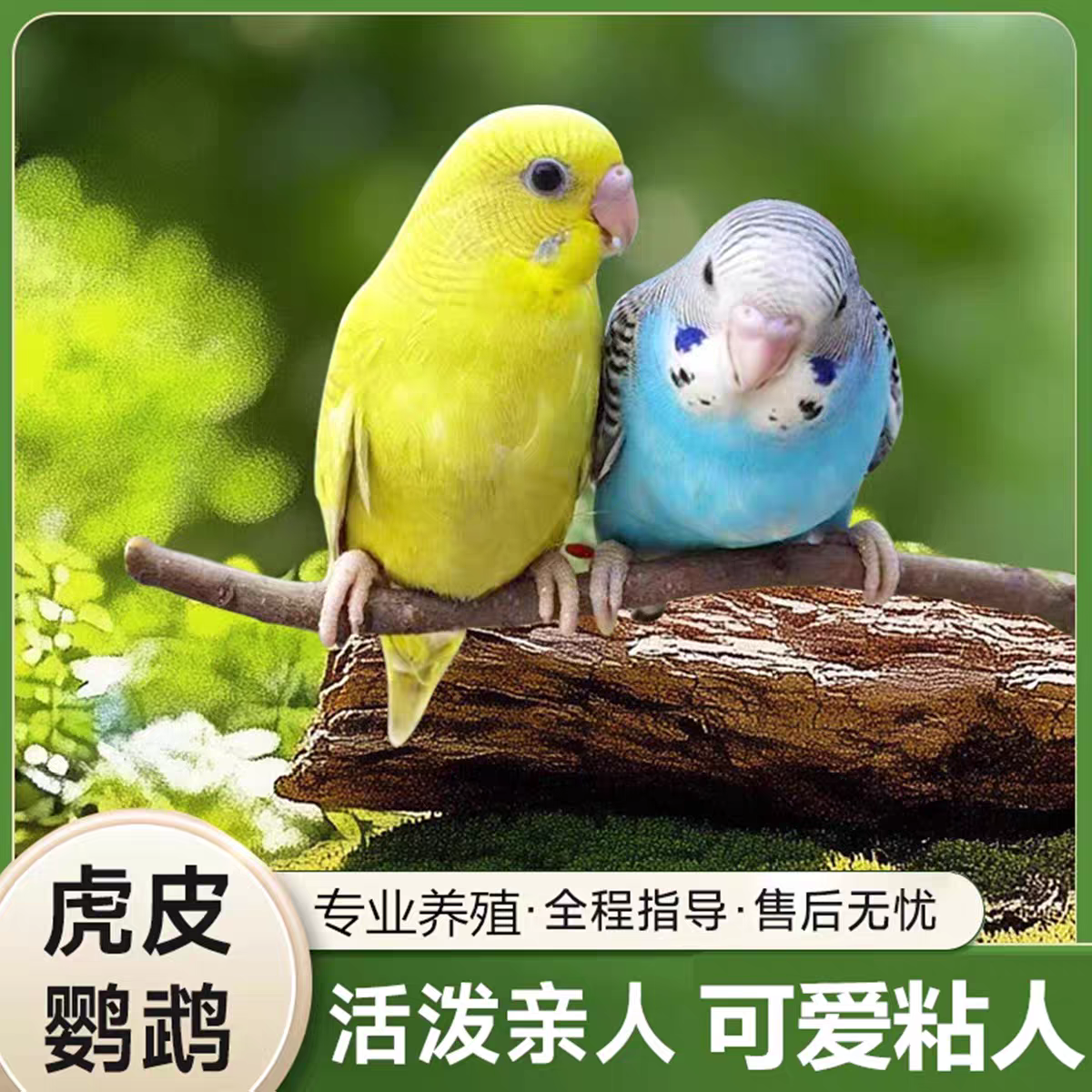 虎皮鹦鹉宠物鸟可教说话云斑大头玄凤鹦鹉便宜的小鸟亲人真鸟宠物