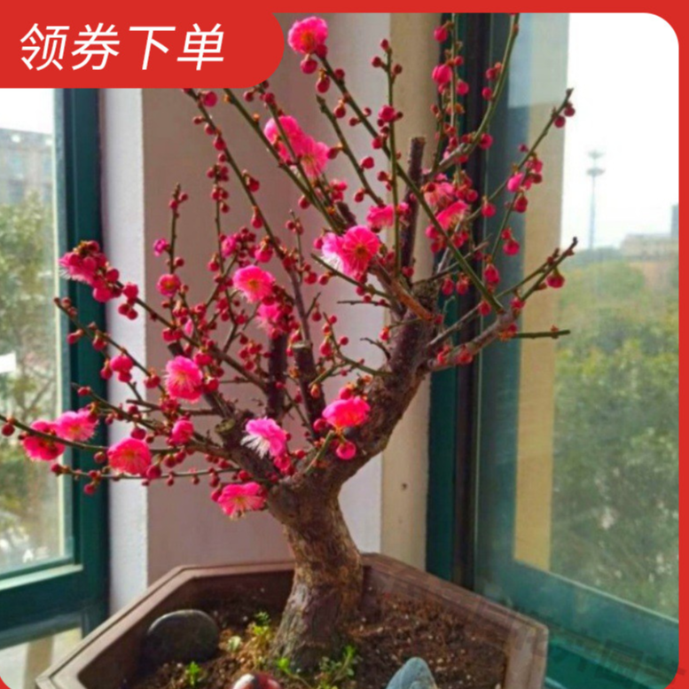 今年开花苗浓香梅花盆地栽树苗室内外耐寒带芽腊梅绿植花卉精品花