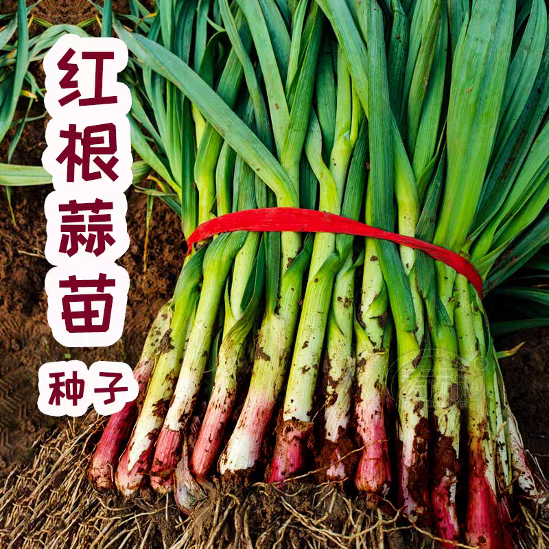红根蒜苗种子耐热耐寒秋播四季宽叶蒜苗籽阳台盆栽蔬菜种子春播