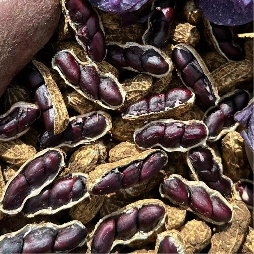 【淋大妈】云南高原新鲜（湿）黑花生 2斤/3斤装