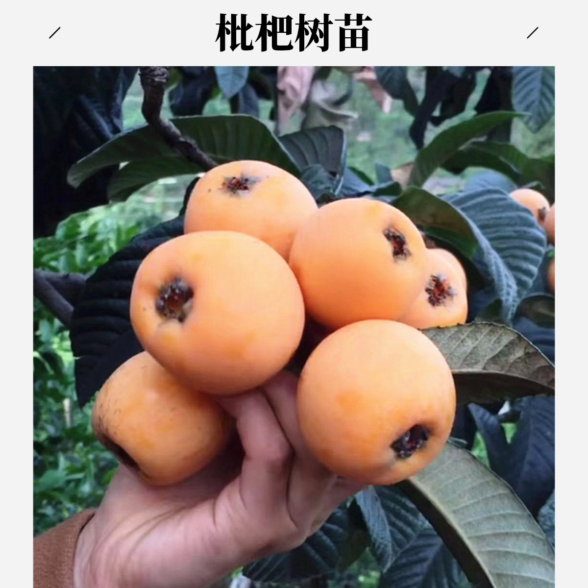 白玉枇杷苗树嫁接大五星枇杷树果苗南北方盆栽地栽种植枇杷树苗