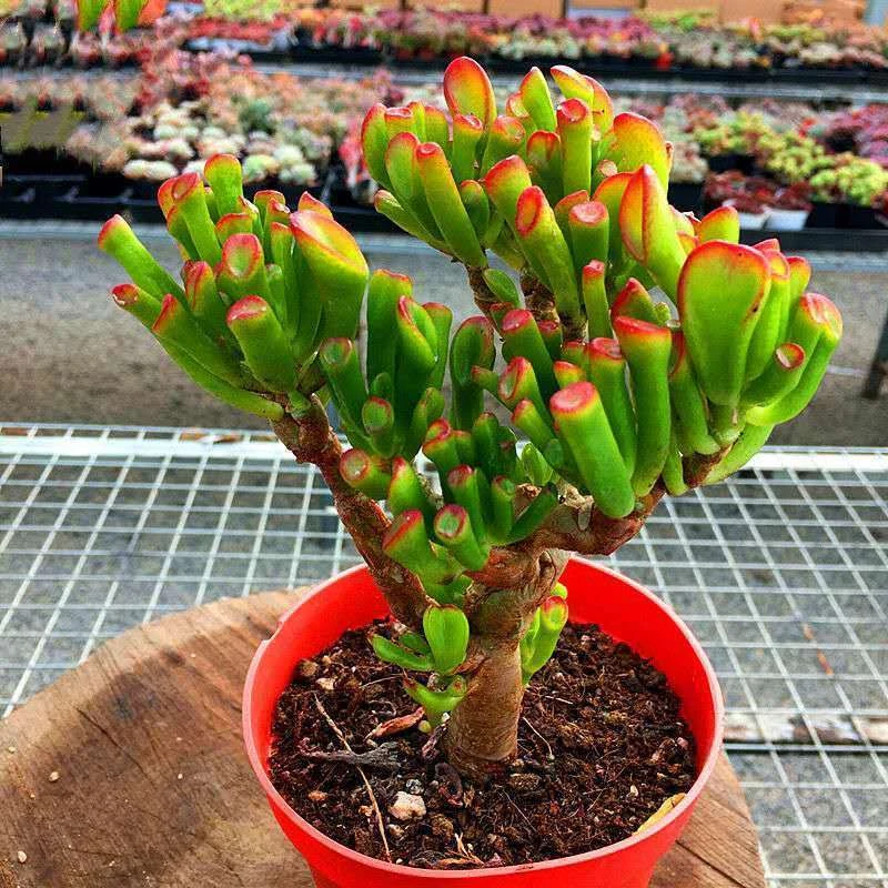 植物花卉室内好养吸财树多肉花卉花吸财树多肉大颗多肉