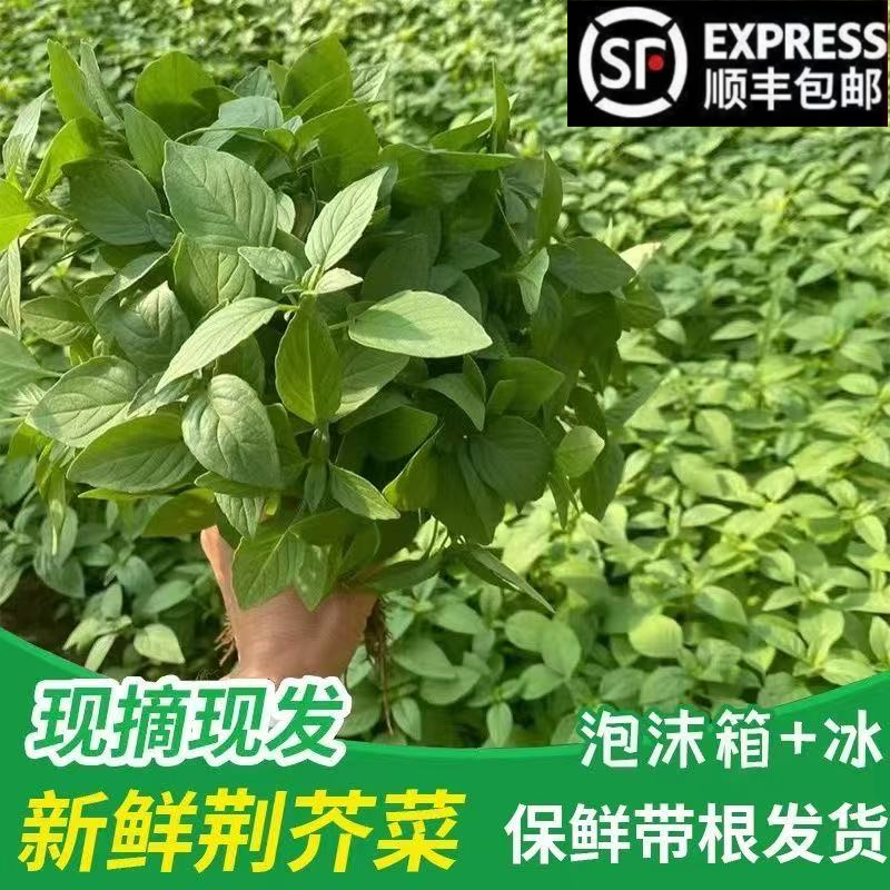 【顺丰包邮】新鲜荆芥河南荆芥菜新鲜带根农家自种大叶荆芥新鲜蔬菜