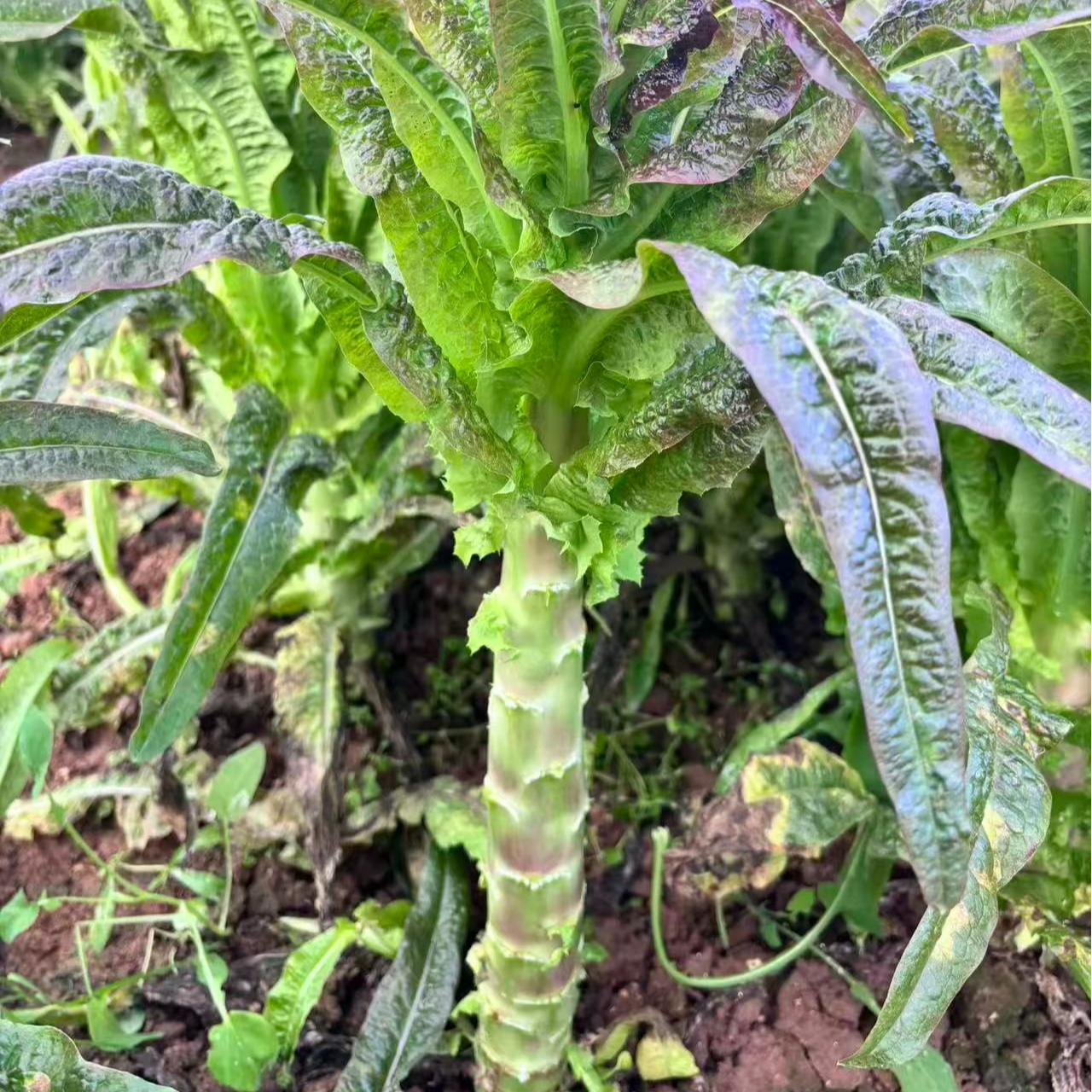 精品云南高原紫叶绿肉香莴笋时令鲜蔬农家自种火锅搭档新鲜采摘