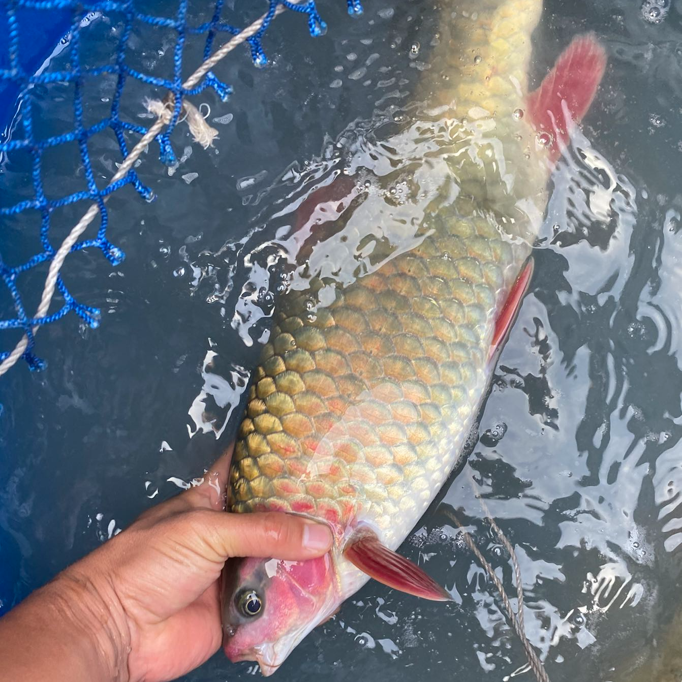 青竹鲤鱼苗 倒刺鲃 淡水红脸鲤鱼 冷水养殖观赏鱼