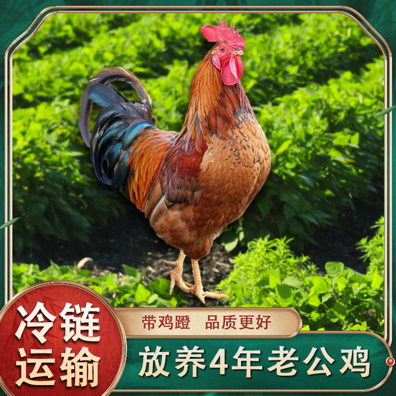 【小豪家】 农家放养四年老公鸡 新鲜现杀 带脚蹬1只净重4.5-5.5斤