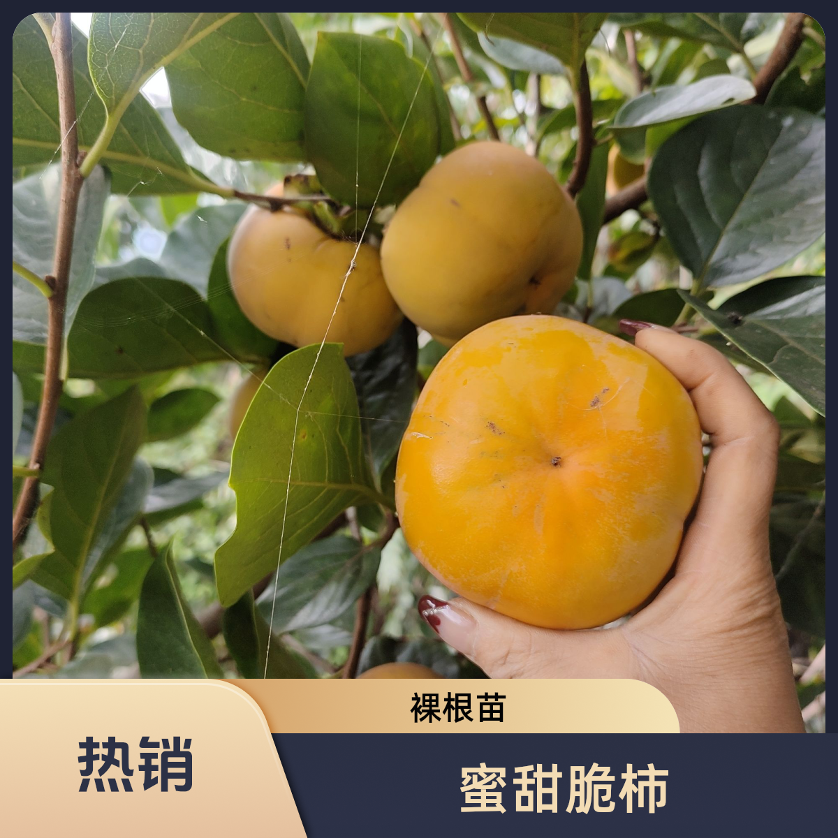 【蜜甜脆柿裸根苗】嫁接苗.可盆栽.地栽.基地现挖直发