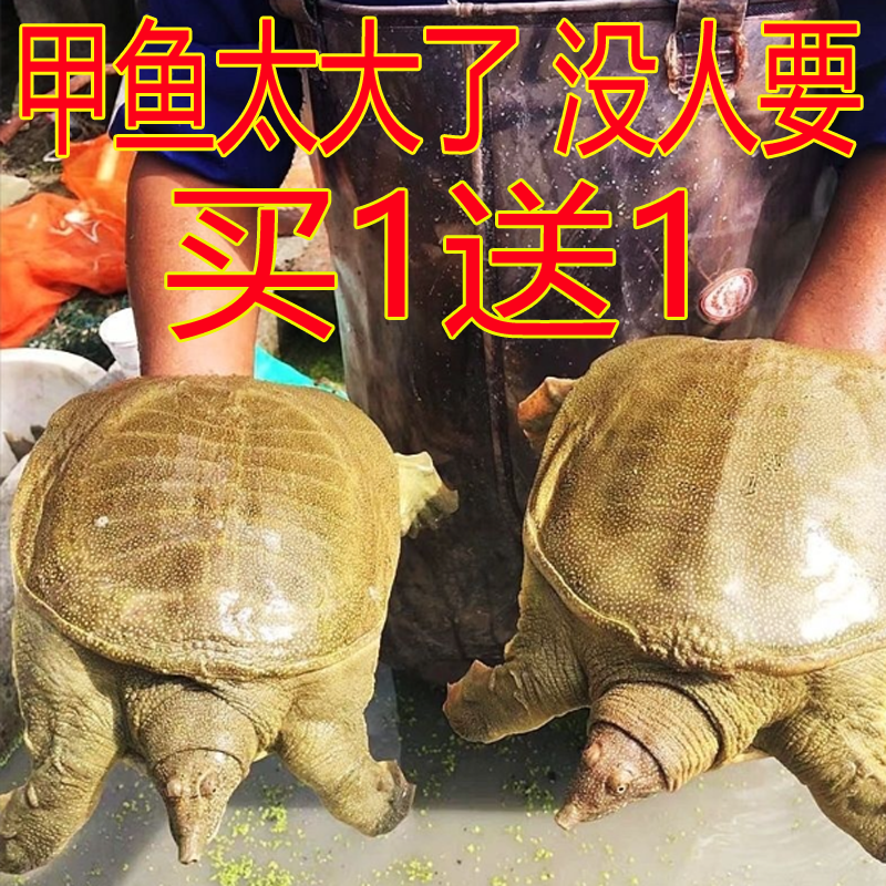 买1送1 发2只共4斤 新鲜甲鱼活鲜活中华鳖团鱼王八包活外塘散养