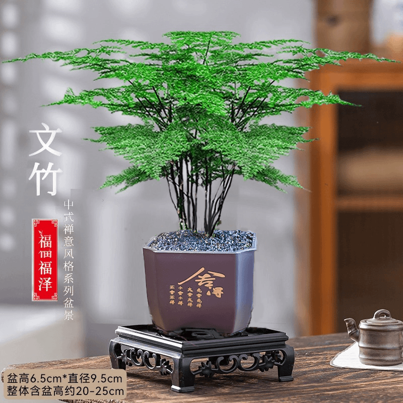 文竹盆栽植物室内净化空气办公室桌面好养四季常青