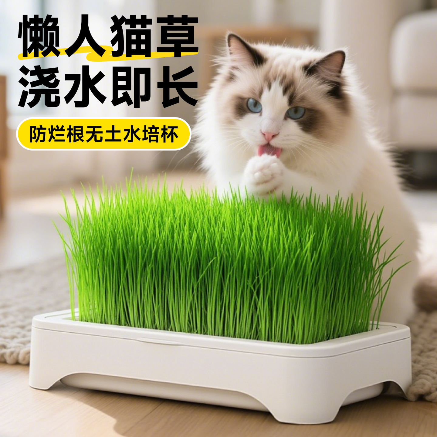 猫草水培盆猫咪专用新鲜猫草自种俘获毛球克星小麦种子懒人专用盆