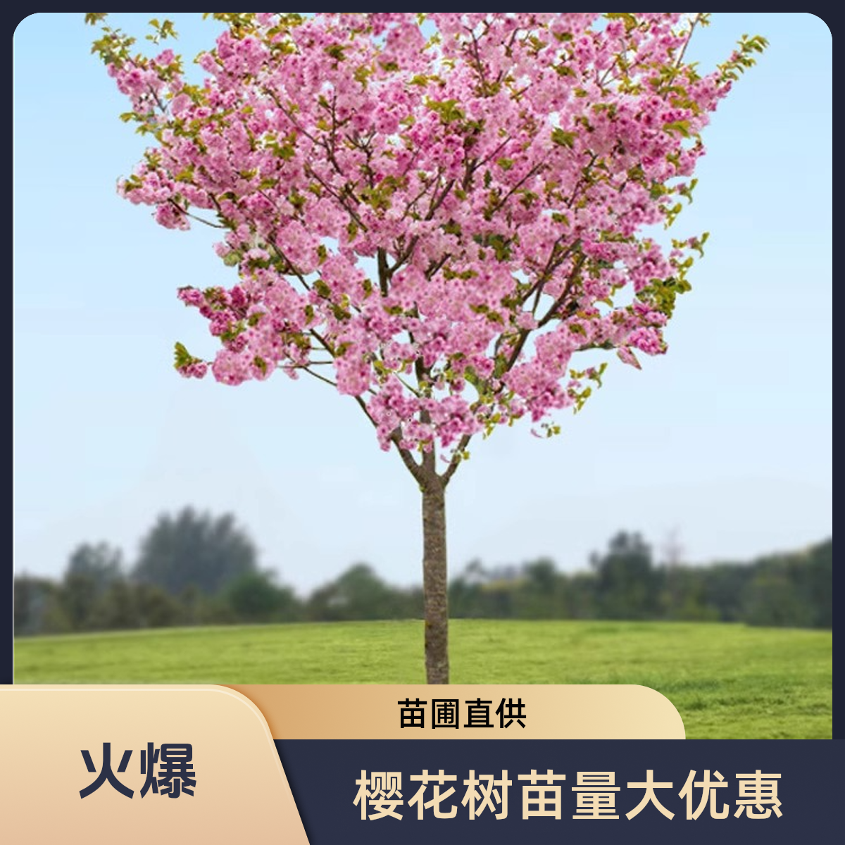 重瓣樱花树苗盆栽适合阳台庭院地栽耐寒花卉带花发货绿植玉兰花