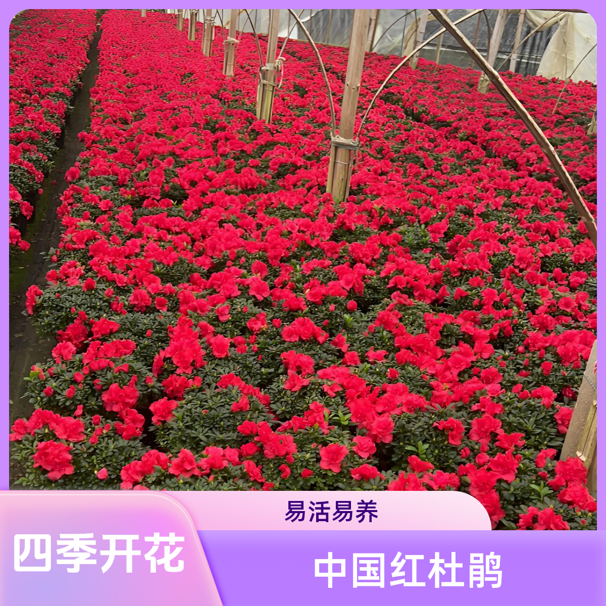 映山红 杜鹃花室内阳台客厅绿植花卉盆栽耐寒好养映山红四季开花