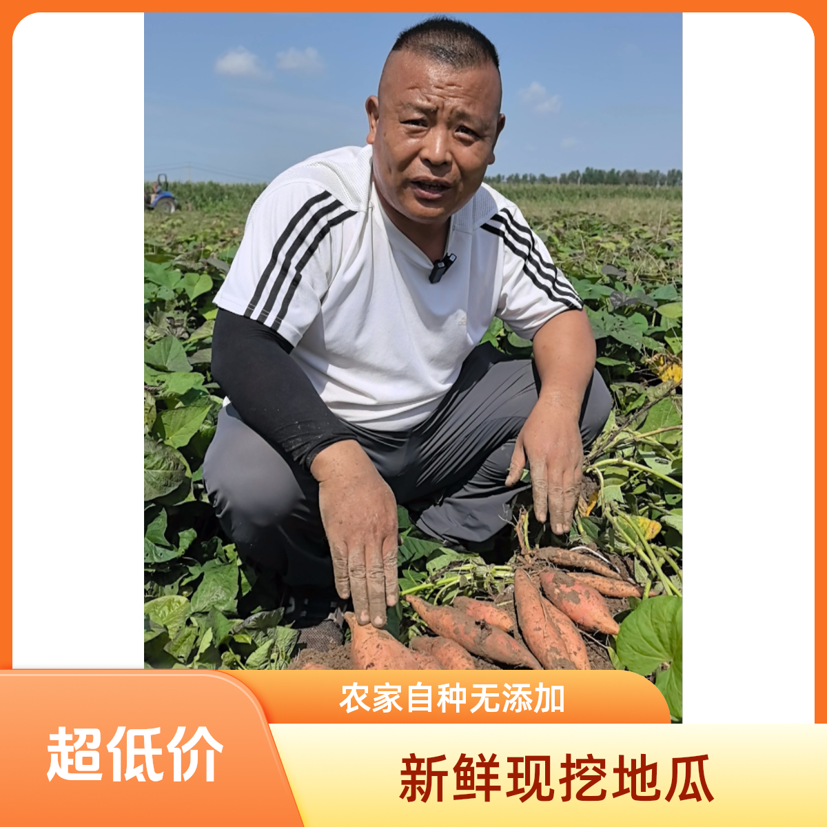 济南起步区祝家村自种哈密冰糖心蜜薯净重9.5斤