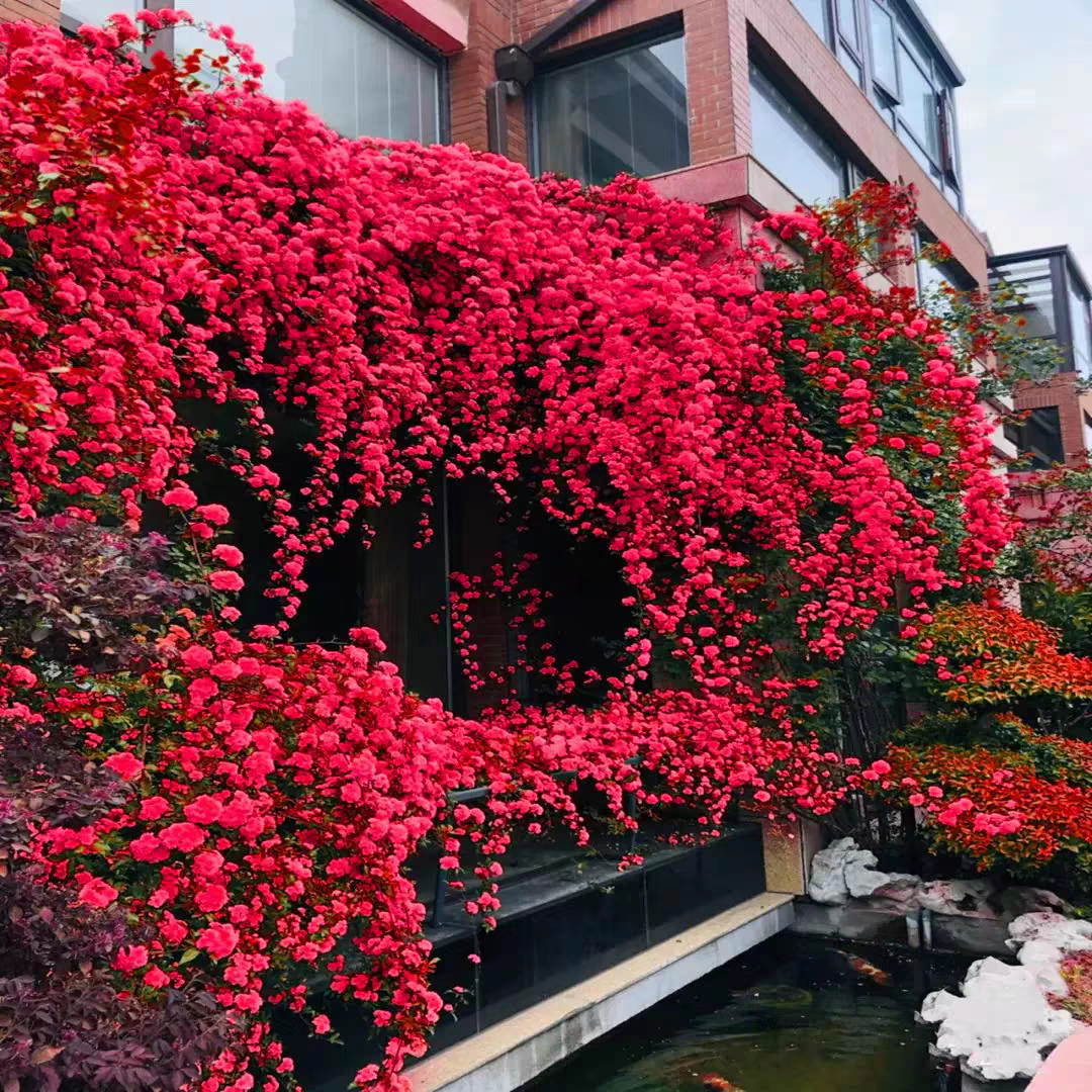 云南基地直发新品大花朵浓香型四季爬藤无刺蔷薇耐晒抗冻庭院盆栽