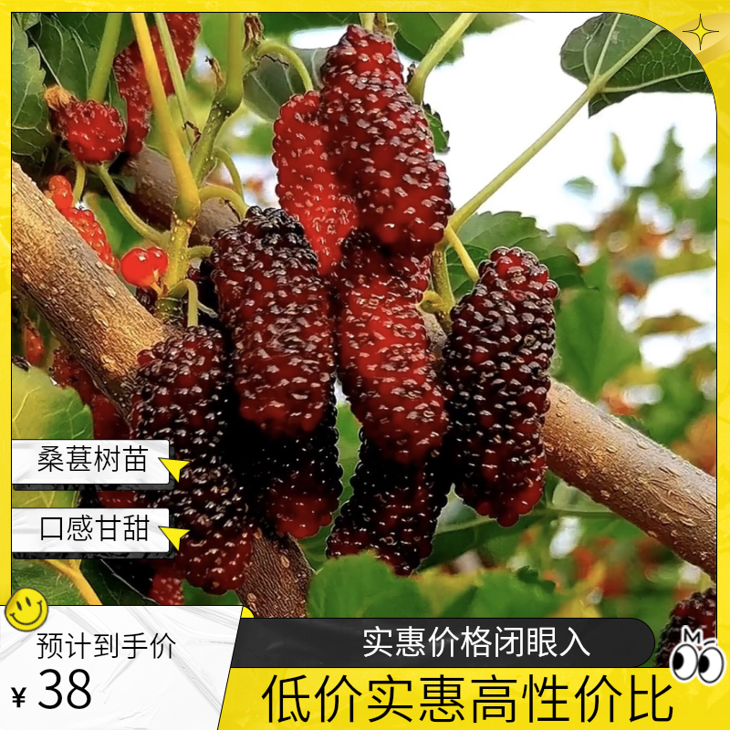 桑葚树苗：果实长3-5厘米 味甜 可鲜食可入药 耐寒零下35度